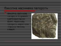 Викопна насіннева папороть Викопна насіннева папороть із древніх кам'яновугіл...