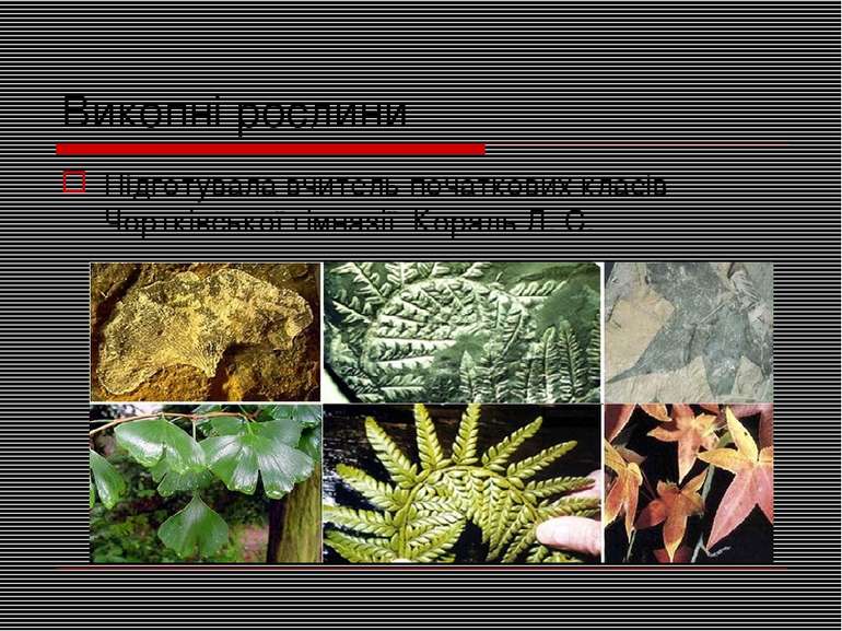 Викопні рослини Підготувала вчитель початкових класів Чортківської гімназії К...