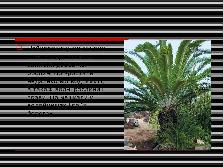 Найчастіше у викопному стані зустрічаються залишки деревних рослин, що зроста...