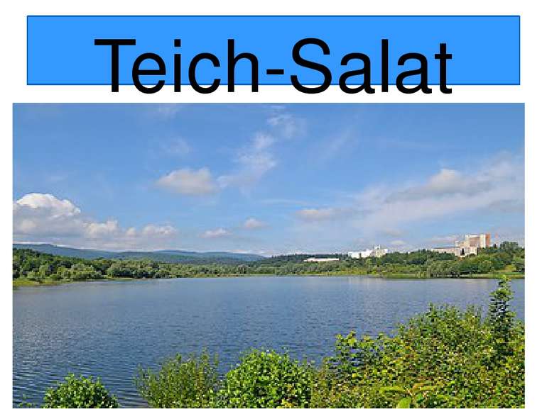 Teich-Salat