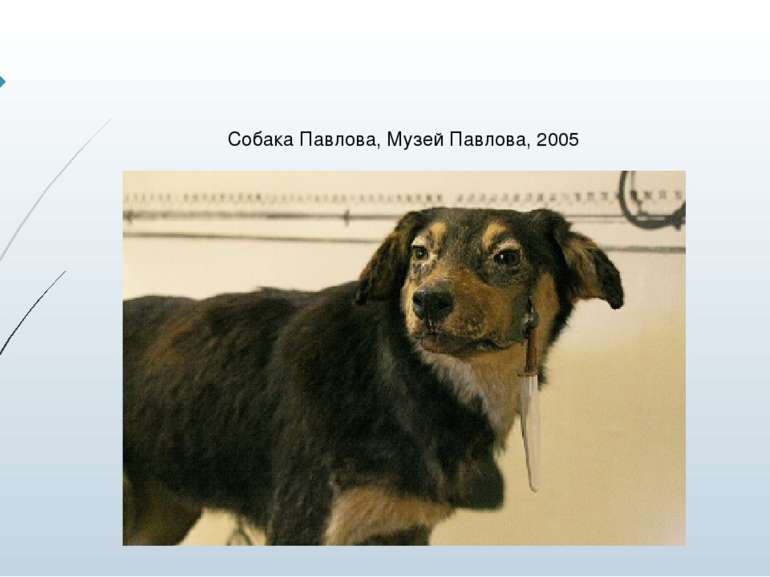 Собака Павлова, Музей Павлова, 2005