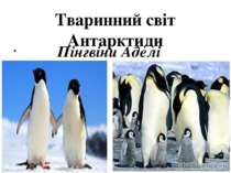 Тваринний світ Антарктиди Пінгвіни Аделі