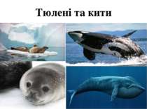 Тюлені та кити