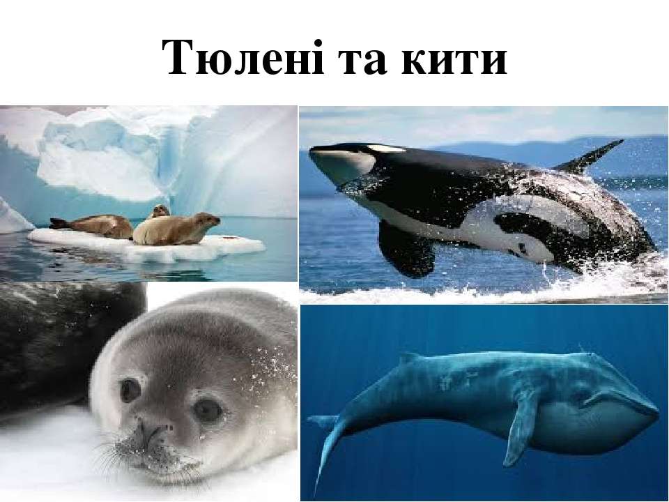 Сравните образ жизни тюленя и кита. Киты и тюлени. Китообразные и тюлени. Китов и морских котиков. Сходство тюленей и китов.