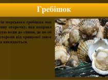 Гребішок Мантія морського гребішка має особливу оторочку, яка направляє струю...