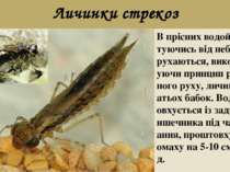 Личинки стрекоз В прісних водоймах, рятуючись від небезпеки, рухаються, викор...