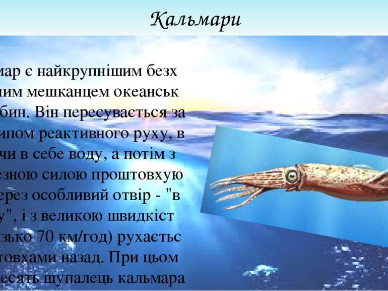 Кальмари Кальмар є найкрупнішим безхребетним мешканцем океанських глибин. Він...