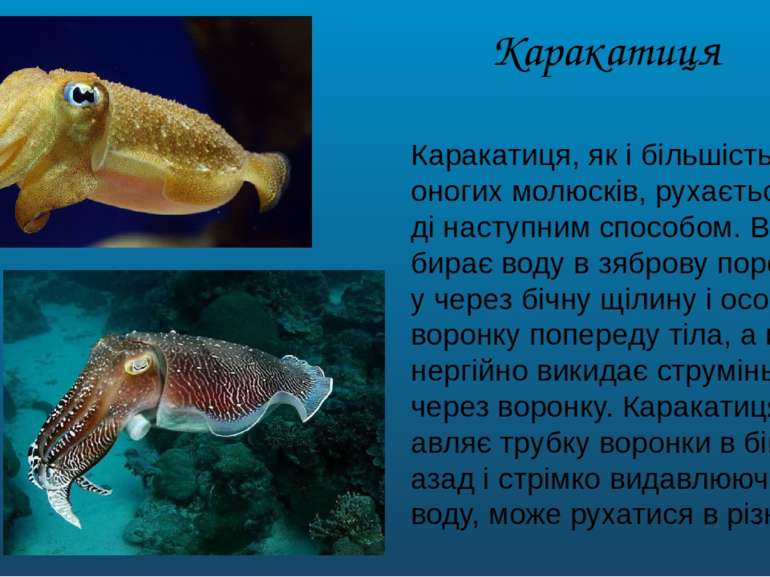 Каракатиця Каракатиця, як і більшість головоногих молюсків, рухається у воді ...