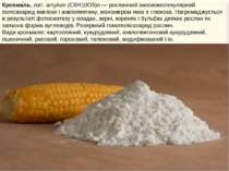 Крохма ль, лат. amylum (С6Н10О5)n — рослинний високомолекулярний полісахарид ...