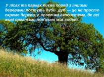 У лісах та парках Києва поряд з іншими деревами ростуть дуби. Дуб — це не про...