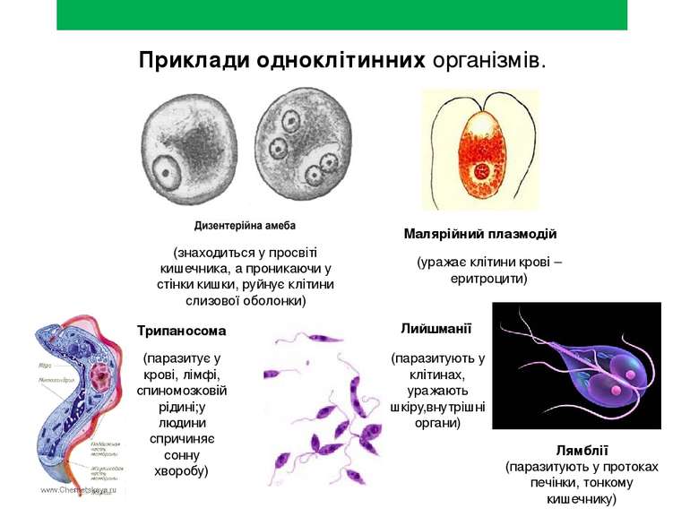 Приклади одноклітинних організмів. Малярійний плазмодій (знаходиться у просві...