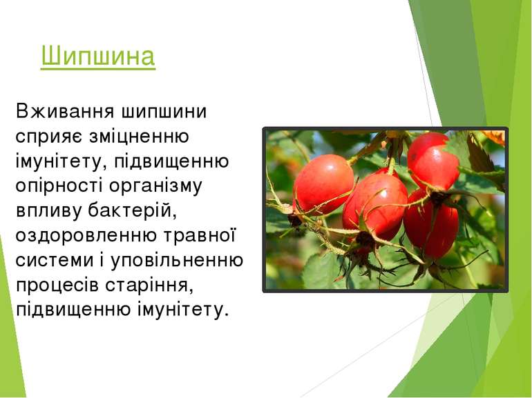 Шипшина Вживання шипшини сприяє зміцненню імунітету, підвищенню опірності орг...