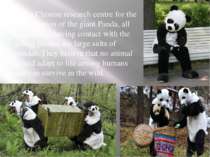 In the Chinese research centre for the conservation of the giant Panda, all r...
