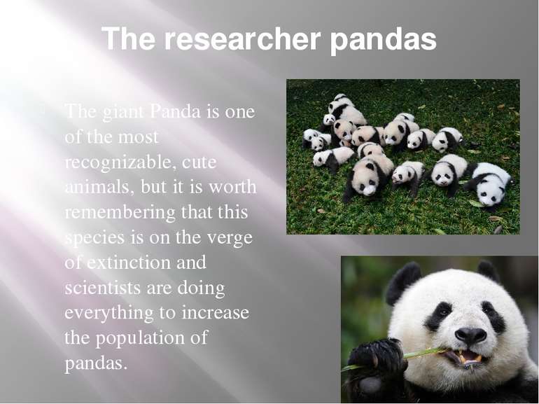 The researcher pandas The giant Panda is one of the most recognizable, cute a...