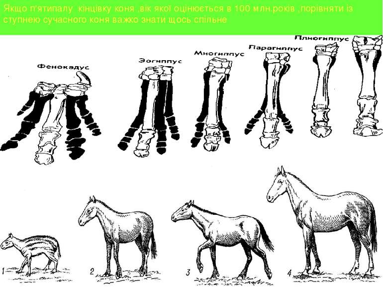 Якщо п'ятипалу кінцівку коня ,вік якої оцінюється в 100 млн.років ,порівняти ...