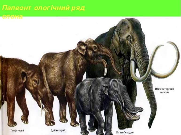 Палеонтологічний ряд слона
