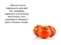 Магнітні сили підвищують урожай. Так, помідори, вирощені в штучному магнітном...