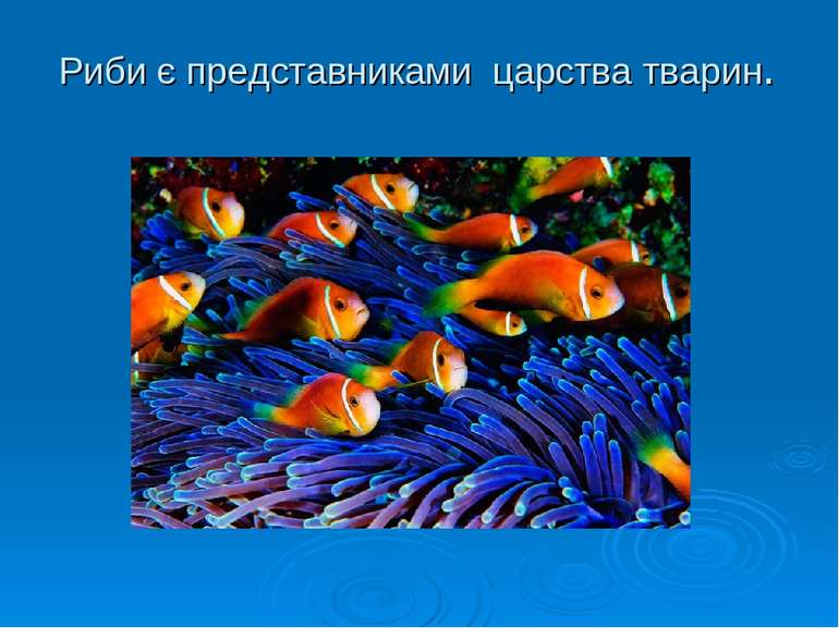Риби є представниками царства тварин.