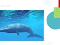 Синій кит Це самий великий ссавець серед тварин. Вага дорослої особи 200 т. .