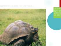 Галапогоская черепаха Ця рептилії живе дуже довго. Їхня довжина — 150 см, а в...