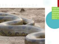 У Д А В – А Н А К О Н Д А Удав анаконда – найдовша змія [ії довжина сягає від...