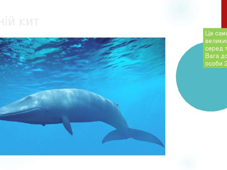 Синій кит Це самий великий ссавець серед тварин. Вага дорослої особи 200 т. .