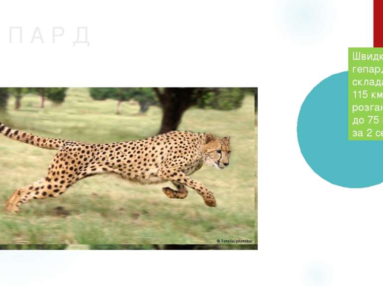 Г Е П А Р Д Швидкість гепарда складає 110-115 км/год, розганяється до 75 км/г...
