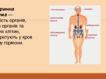 Ендокринна система — сукупність органів, частин органів та окремих клітин, як...