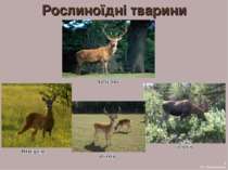 Рослиноїдні тварини 3 А.С. Василевська