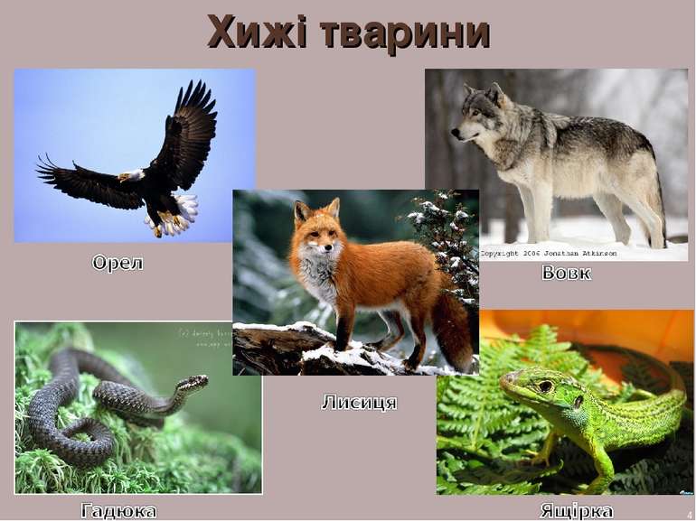 Хижі тварини 4 А.С. Василевська