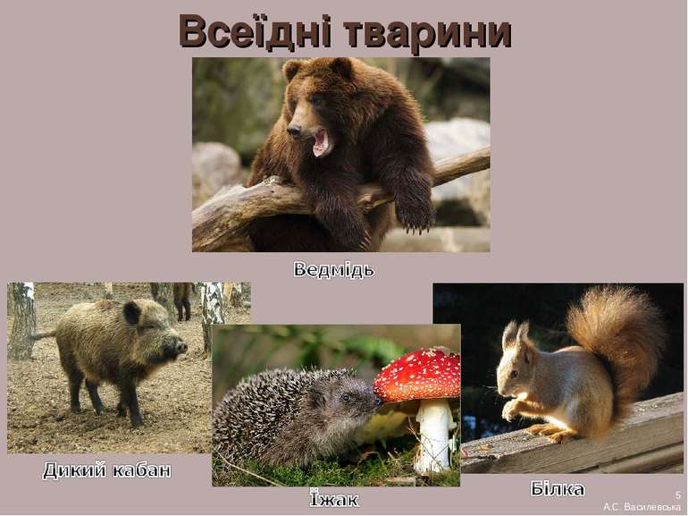Всеїдні тварини 5 А.С. Василевська