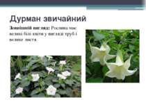 Дурман звичайний Зовнішній вигляд: Рослина має великі білі квіти у вигляді тр...