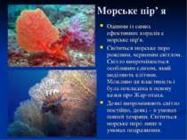 Морське пір’ я Одними із самих ефективних коралів є морське пір'я. Світиться ...