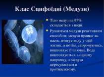 Клас Сцифоїдні (Медузи) Тіло медуз на 97% складається з води. Рухаються медуз...