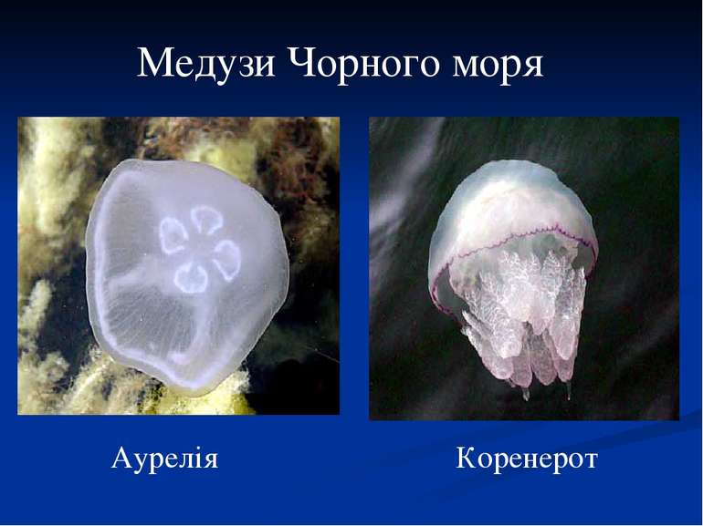 Медузи Чорного моря Аурелія Коренерот