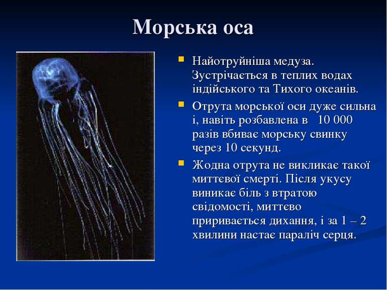 Морська оса Найотруйніша медуза. Зустрічається в теплих водах індійського та ...