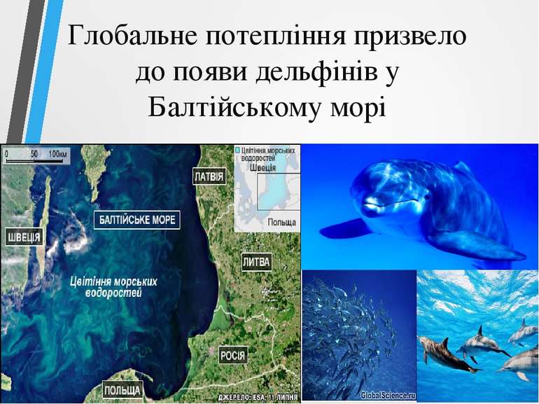 Глобальне потепління призвело до появи дельфінів у Балтійському морі