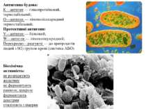 Антигенна будова: К—антиген — глікопротеїновий, термолабільний; О—антиген — л...