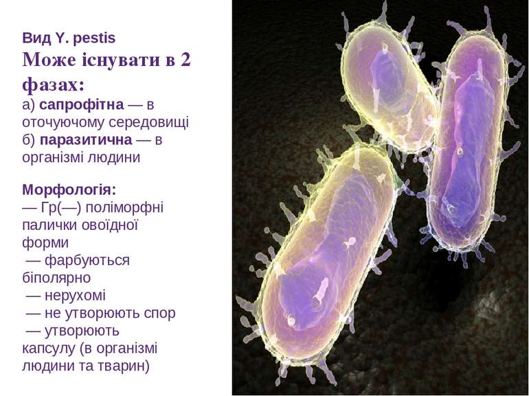 Вид Y. pestis Може існувати в 2 фазах: а) сапрофітна — в оточуючому середовищ...