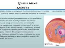 Цитоплазма клітини складається із водянистої основної речовини — гіалоплазми,...