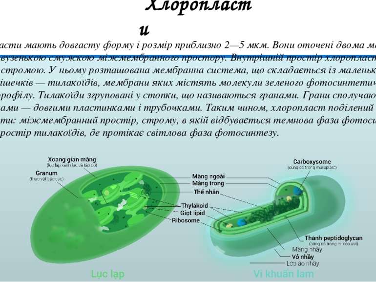 Хлоропласти мають довгасту форму і розмір приблизно 2—5 мкм. Вони оточені дво...