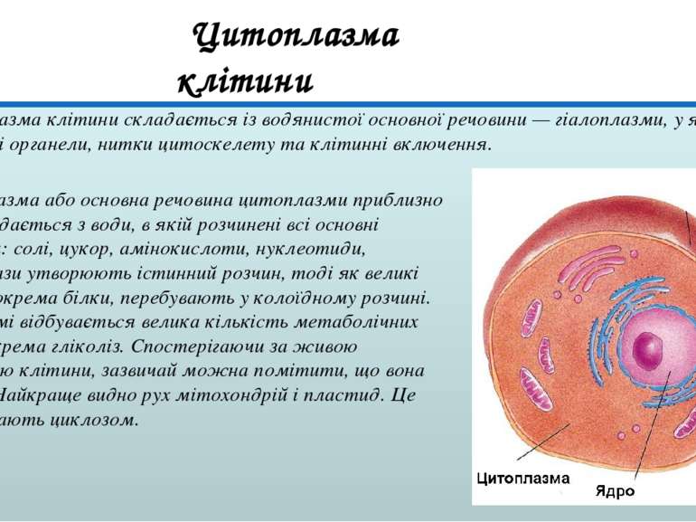Цитоплазма клітини складається із водянистої основної речовини — гіалоплазми,...