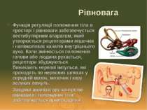 Функція регуляції положення тіла в просторі і рівноваги забезпечується вестиб...