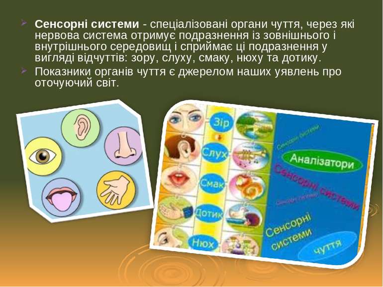 Сенсорні системи - спеціалізовані органи чуття, через які нервова система отр...