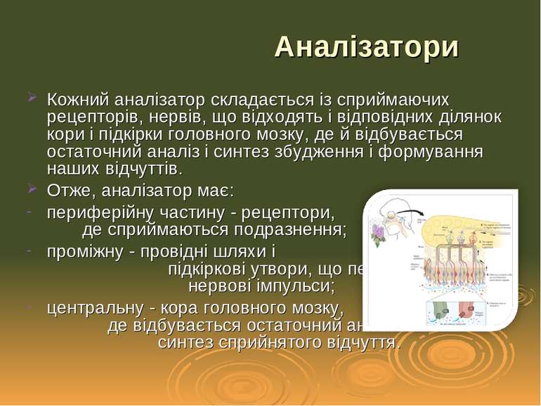 Кожний аналізатор складається із сприймаючих рецепторів, нервів, що відходять...