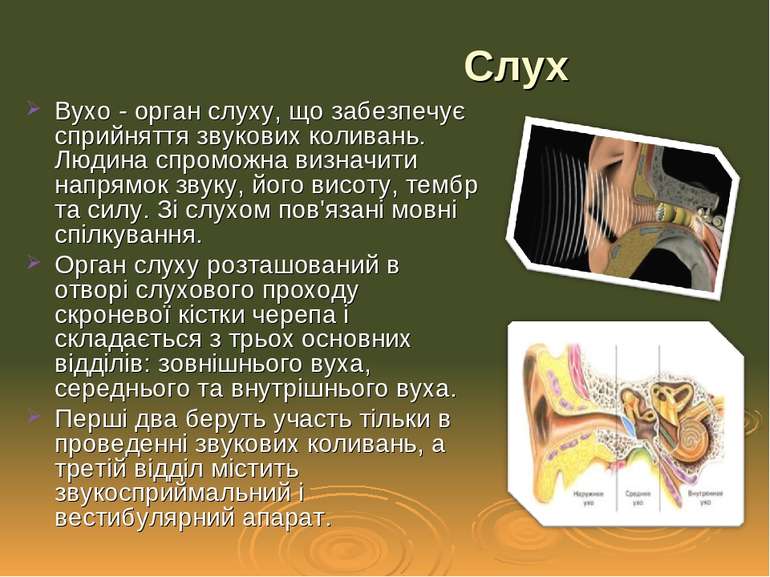 Вухо - орган слуху, що забезпечує сприйняття звукових коливань. Людина спромо...