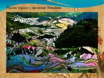 Рисові тераси у провінції Юньнань