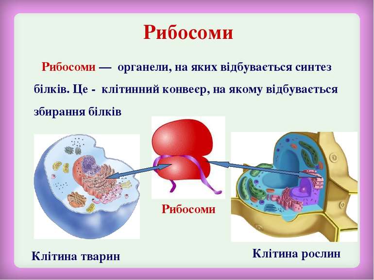 Рибосоми Клітина тварин Клітина рослин Рибосоми Рибосоми — органели, на яких ...