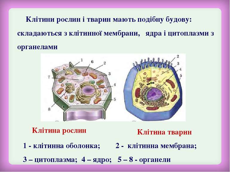 Клітини рослин і тварин мають подібну будову: складаються з клітинної мембран...