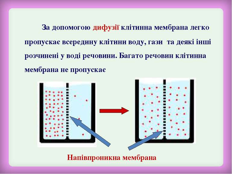 За допомогою дифузії клітинна мембрана легко пропускає всередину клітини воду...
